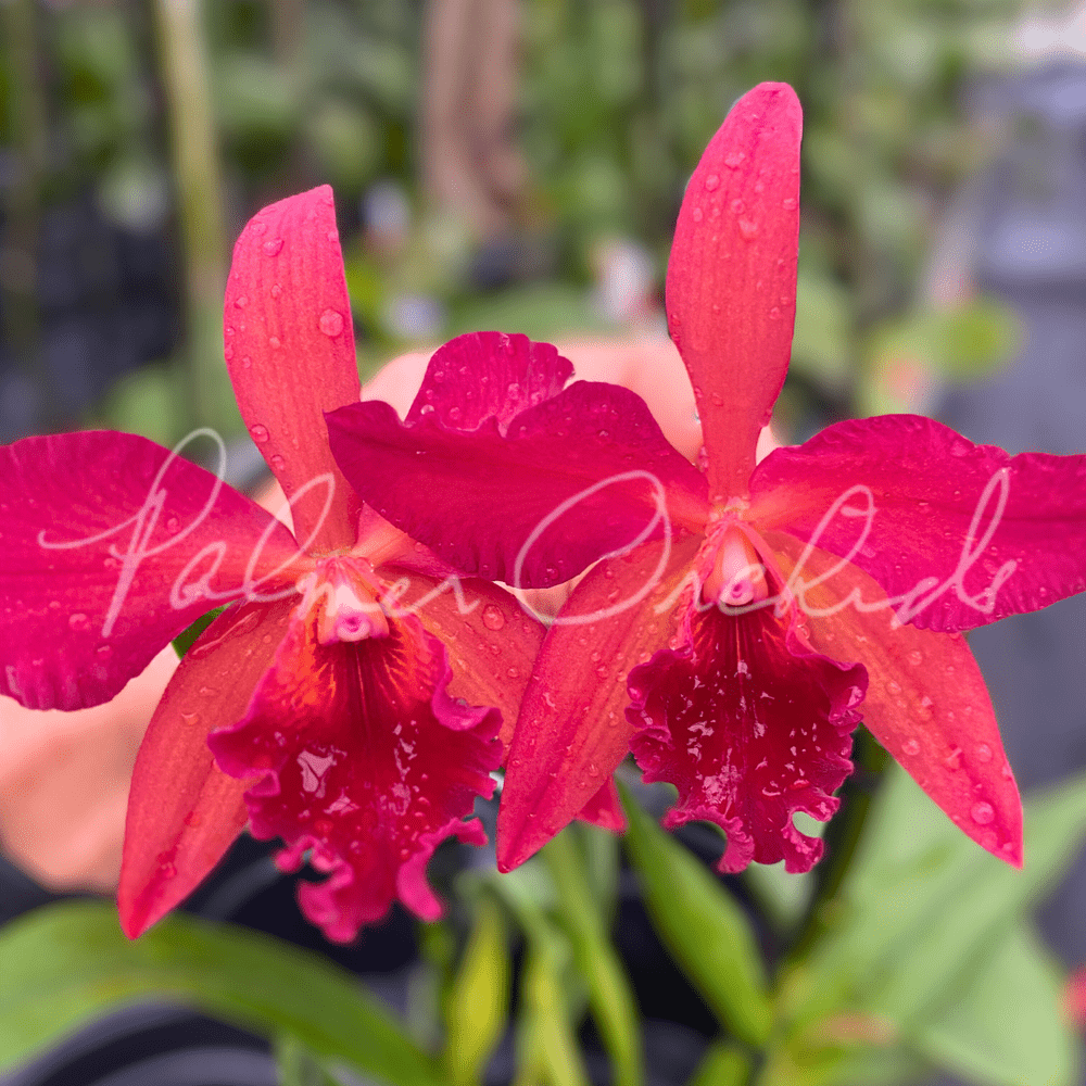 Rth. Star Fire-Rubescent Fire — Palmer Orchids